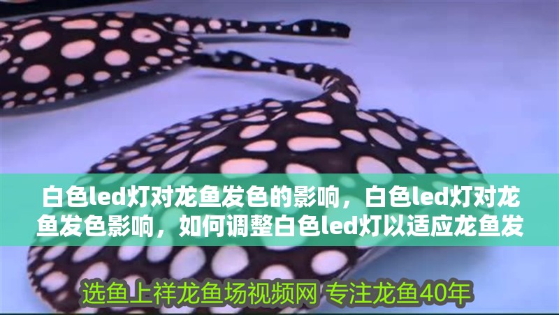 白色led燈對龍魚發色的影響，白色led燈對龍魚發色影響，如何調整白色led燈以適應龍魚發色