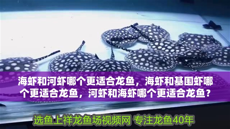 海蝦和河蝦哪個(gè)更適合龍魚，海蝦和基圍蝦哪個(gè)更適合龍魚，河蝦和海蝦哪個(gè)更適合龍魚？