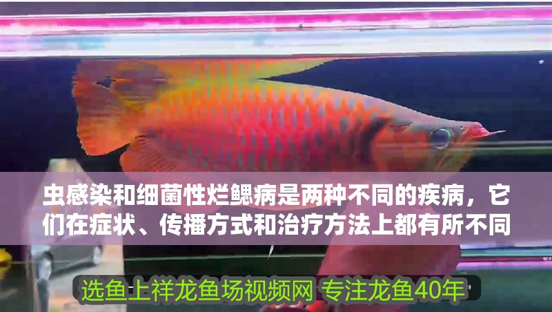 蟲感染和細菌性爛鰓病是兩種不同的疾病，它們在癥狀、傳播方式和治療方法上都有所不同，如何區分寄生蟲感染和細菌性爛鰓病