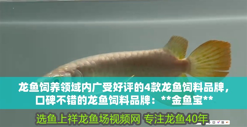 龍魚飼養領域內廣受好評的4款龍魚飼料品牌，口碑不錯的龍魚飼料品牌：**金魚寶**