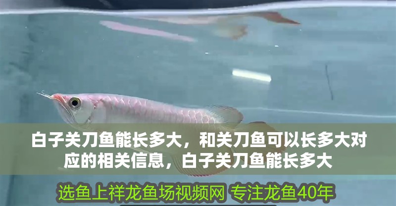 白子關刀魚能長多大，和關刀魚可以長多大對應的相關信息，白子關刀魚能長多大