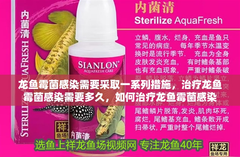 龍魚霉菌感染需要采取一系列措施，治療龍魚霉菌感染需要多久，如何治療龍魚霉菌感染