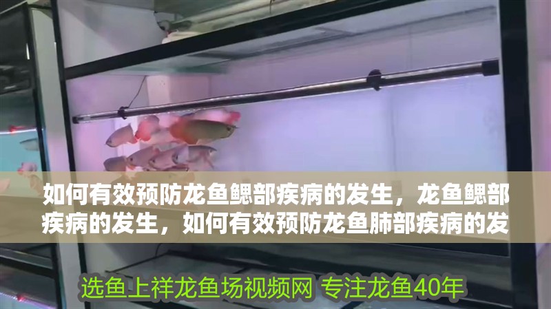 如何有效預防龍魚鰓部疾病的發生，龍魚鰓部疾病的發生，如何有效預防龍魚肺部疾病的發生？