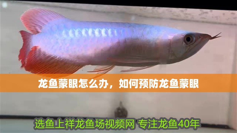 龍魚蒙眼怎么辦，如何預防龍魚蒙眼 龍魚蒙眼怎么辦，如何預防龍魚蒙眼 龍魚百科
