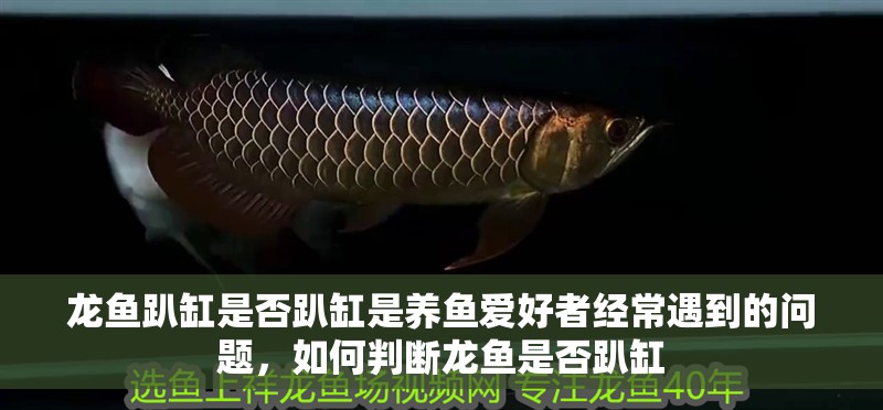 龍魚(yú)趴缸是否趴缸是養(yǎng)魚(yú)愛(ài)好者經(jīng)常遇到的問(wèn)題，如何判斷龍魚(yú)是否趴缸