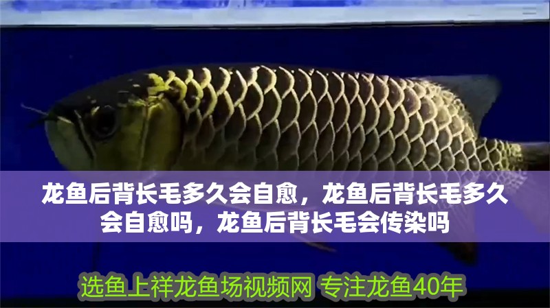 龍魚后背長毛多久會自愈，龍魚后背長毛多久會自愈嗎，龍魚后背長毛會傳染嗎