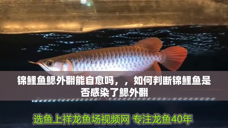 錦鯉魚鰓外翻能自愈嗎，，如何判斷錦鯉魚是否感染了鰓外翻 錦鯉魚鰓外翻能自愈嗎，，如何判斷錦鯉魚是否感染了鰓外翻 龍魚百科