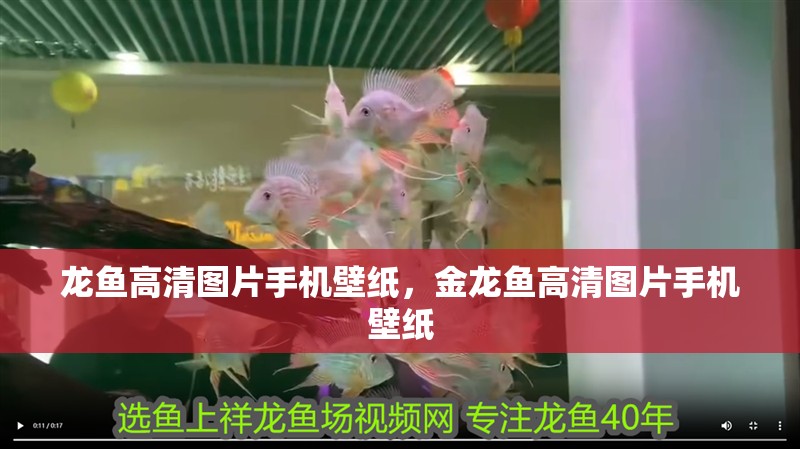 龍魚高清圖片手機壁紙，金龍魚高清圖片手機壁紙