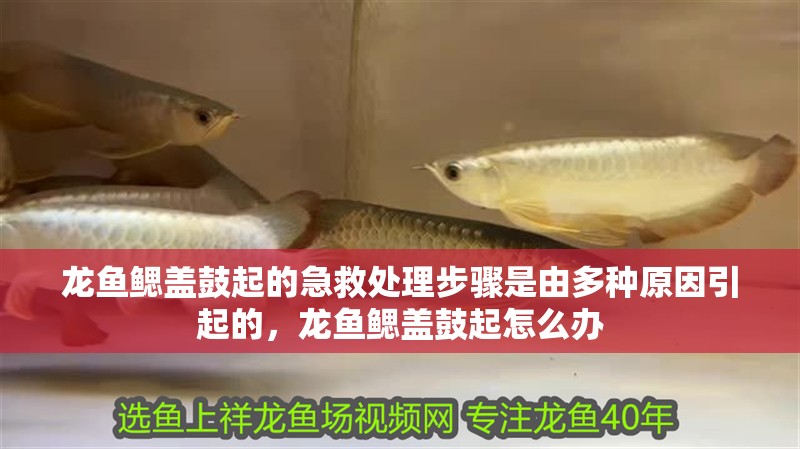 龍魚鰓蓋鼓起的急救處理步驟是由多種原因引起的，龍魚鰓蓋鼓起怎么辦