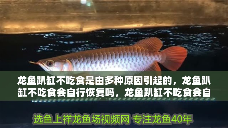 龍魚趴缸不吃食是由多種原因引起的，龍魚趴缸不吃食會自行恢復(fù)嗎，龍魚趴缸不吃食會自行恢復(fù)嗎？