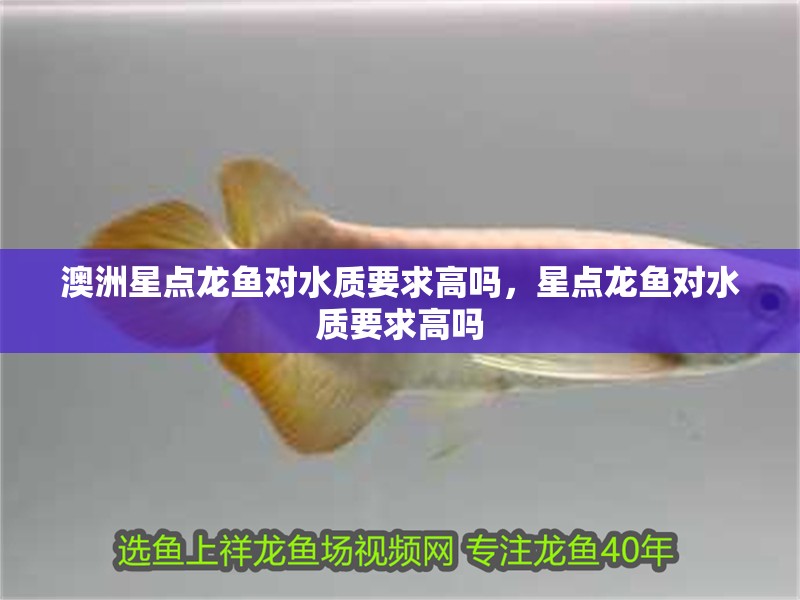 澳洲星點龍魚對水質要求高嗎，星點龍魚對水質要求高嗎