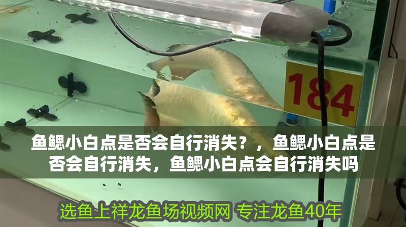 魚鰓小白點是否會自行消失？，魚鰓小白點是否會自行消失，魚鰓小白點會自行消失嗎