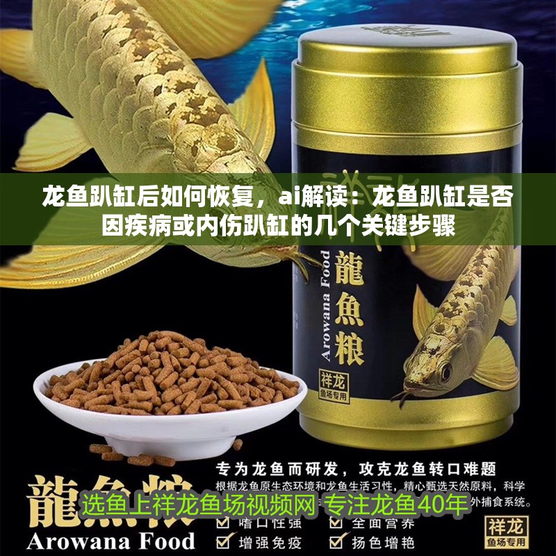 龍魚趴缸后如何恢復，ai解讀：龍魚趴缸是否因疾病或內傷趴缸的幾個關鍵步驟