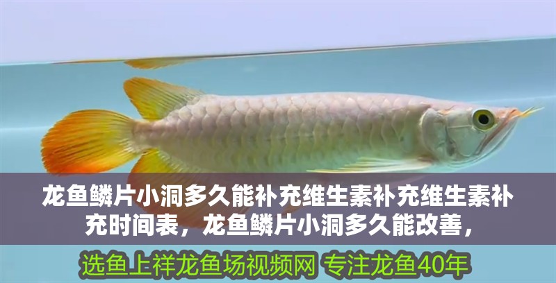 龍魚鱗片小洞多久能補充維生素補充維生素補充時間表，龍魚鱗片小洞多久能改善，
