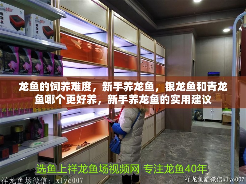 龍魚的飼養難度，新手養龍魚，銀龍魚和青龍魚哪個更好養，新手養龍魚的實用建議