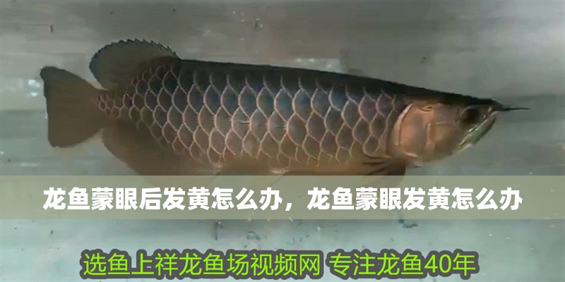 龍魚蒙眼后發黃怎么辦，龍魚蒙眼發黃怎么辦