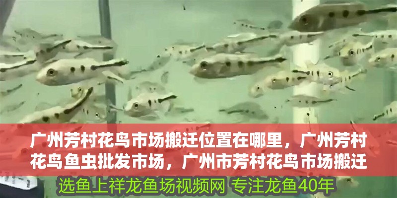 廣州芳村花鳥市場搬遷位置在哪里，廣州芳村花鳥魚蟲批發市場，廣州市芳村花鳥市場搬遷