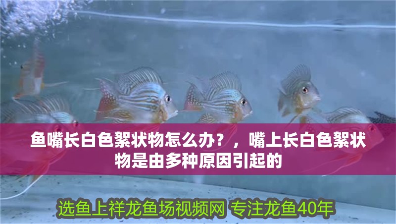 魚嘴長白色絮狀物怎么辦？，嘴上長白色絮狀物是由多種原因引起的