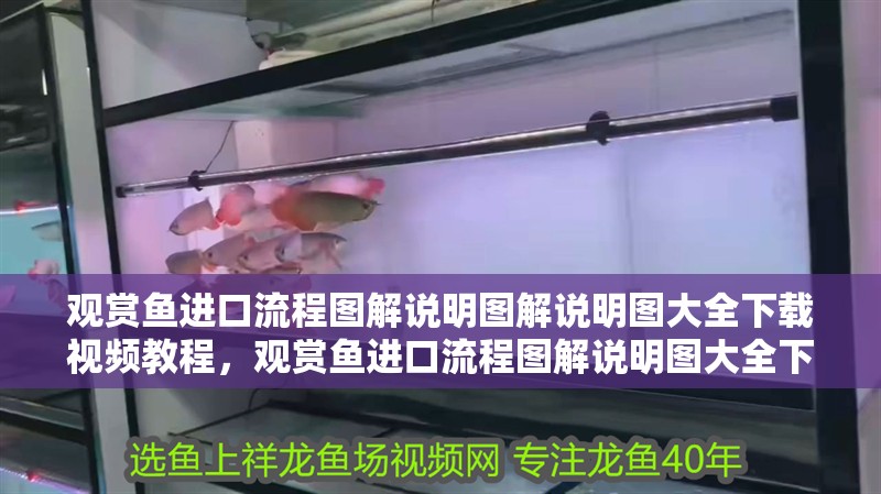 觀賞魚進口流程圖解說明圖解說明圖大全下載視頻教程，觀賞魚進口流程圖解說明圖大全下載