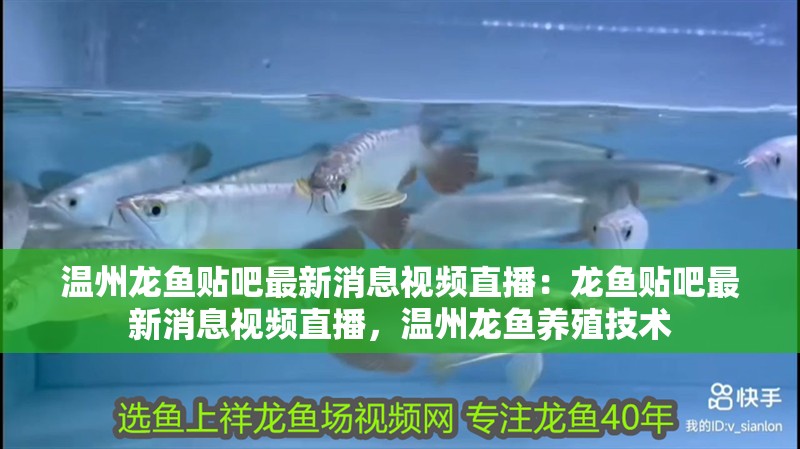 溫州龍魚貼吧最新消息視頻直播：龍魚貼吧最新消息視頻直播，溫州龍魚養殖技術