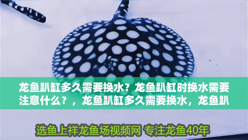 龍魚趴缸多久需要換水？龍魚趴缸時換水需要注意什么？，龍魚趴缸多久需要換水，龍魚趴缸多久換水需要換水