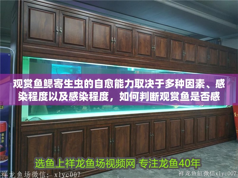 觀賞魚鰓寄生蟲的自愈能力取決于多種因素、感染程度以及感染程度，如何判斷觀賞魚是否感染鰓寄生蟲？