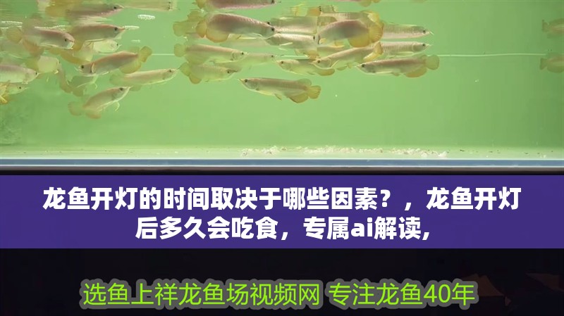 龍魚開燈的時間取決于哪些因素？，龍魚開燈后多久會吃食，專屬ai解讀,