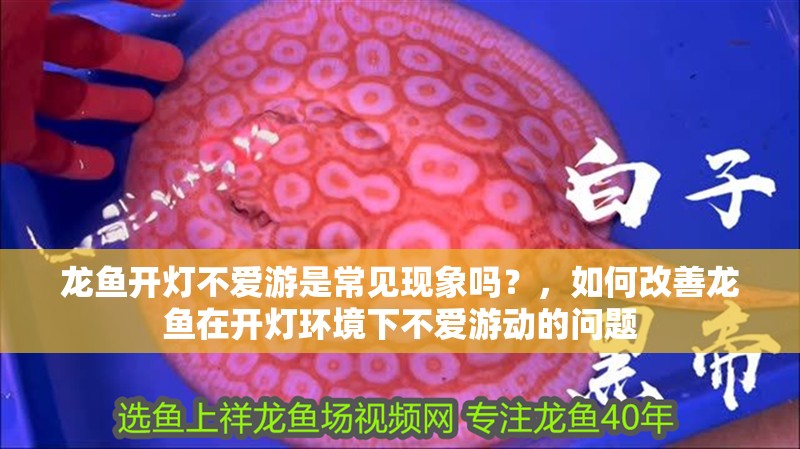 龍魚開燈不愛游是常見現象嗎？，如何改善龍魚在開燈環境下不愛游動的問題 龍魚開燈不愛游是常見現象嗎？，如何改善龍魚在開燈環境下不愛游動的問題 龍魚百科
