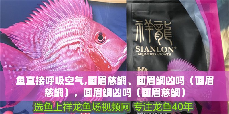 魚直接呼吸空氣,畫眉慈鯛、畫眉鯛兇嗎（畫眉慈鯛），畫眉鯛兇嗎（畫眉慈鯛） 魚直接呼吸空氣,畫眉慈鯛、畫眉鯛兇嗎（畫眉慈鯛），畫眉鯛兇嗎（畫眉慈鯛） 觀賞魚百科