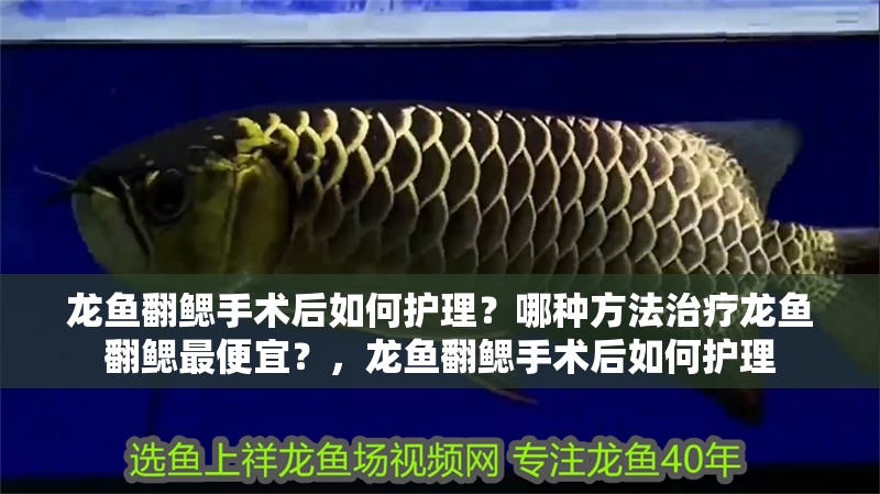 龍魚翻鰓手術后如何護理？哪種方法治療龍魚翻鰓最便宜？，龍魚翻鰓手術后如何護理