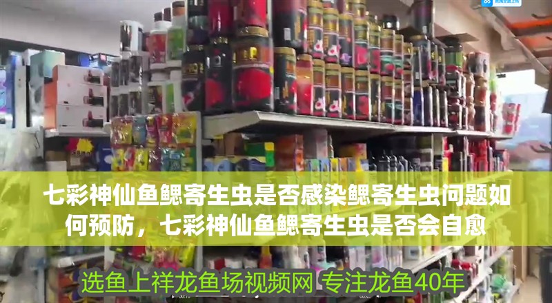 七彩神仙魚鰓寄生蟲是否感染鰓寄生蟲問題如何預防，七彩神仙魚鰓寄生蟲是否會自愈