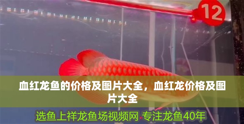 血紅龍魚的價格及圖片大全，血紅龍價格及圖片大全