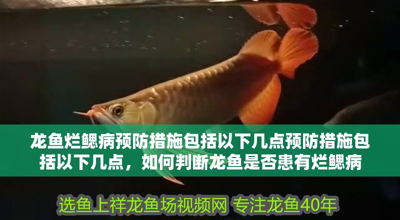 龍魚爛鰓病預防措施包括以下幾點預防措施包括以下幾點，如何判斷龍魚是否患有爛鰓病