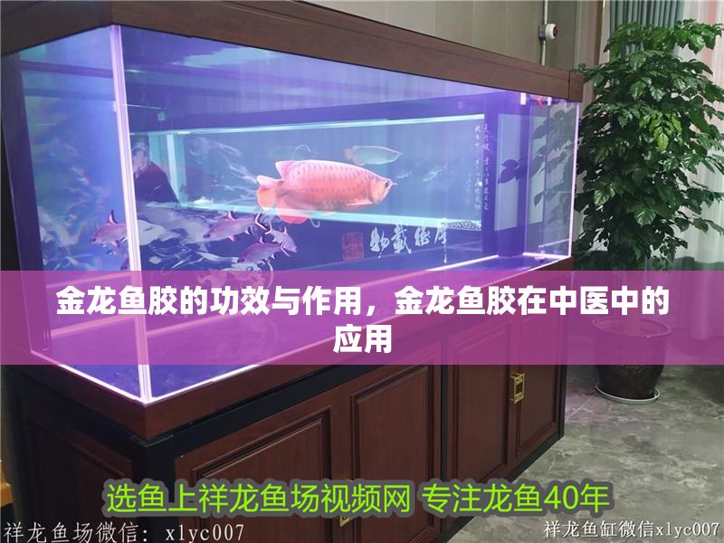 金龍魚膠的功效與作用，金龍魚膠在中醫中的應用