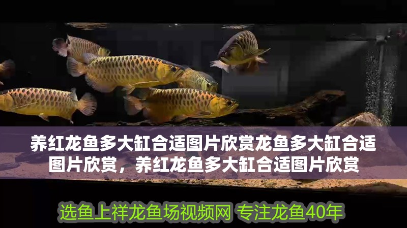 養(yǎng)紅龍魚(yú)多大缸合適圖片欣賞龍魚(yú)多大缸合適圖片欣賞，養(yǎng)紅龍魚(yú)多大缸合適圖片欣賞 養(yǎng)紅龍魚(yú)多大缸合適圖片欣賞龍魚(yú)多大缸合適圖片欣賞，養(yǎng)紅龍魚(yú)多大缸合適圖片欣賞 觀賞魚(yú)百科