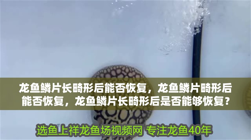 龍魚鱗片長畸形后能否恢復，龍魚鱗片畸形后能否恢復，龍魚鱗片長畸形后是否能夠恢復？