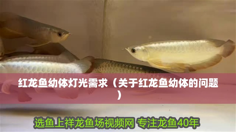 紅龍魚幼體燈光需求（關于紅龍魚幼體的問題）