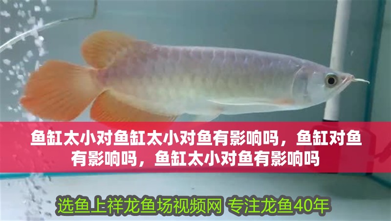 魚缸太小對魚缸太小對魚有影響嗎，魚缸對魚有影響嗎，魚缸太小對魚有影響嗎