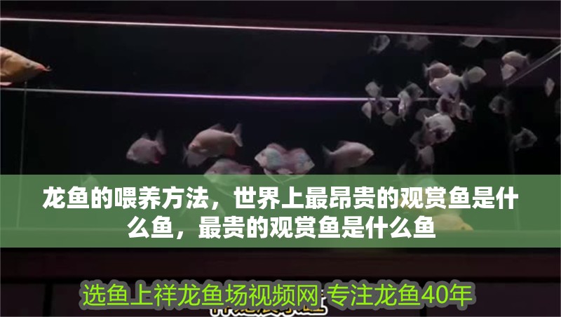 龍魚的喂養(yǎng)方法，世界上最昂貴的觀賞魚是什么魚，最貴的觀賞魚是什么魚