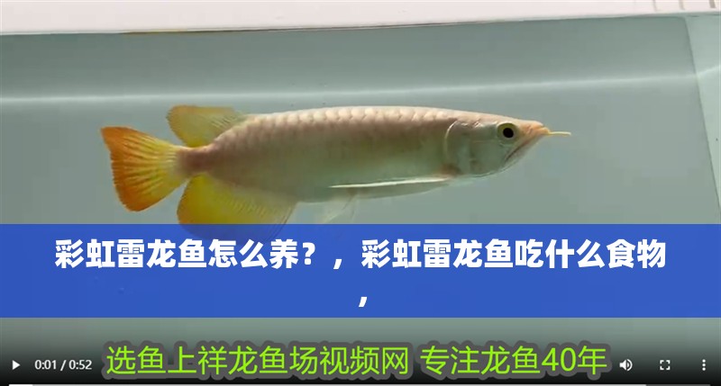彩虹雷龍魚怎么養(yǎng)？，彩虹雷龍魚吃什么食物，