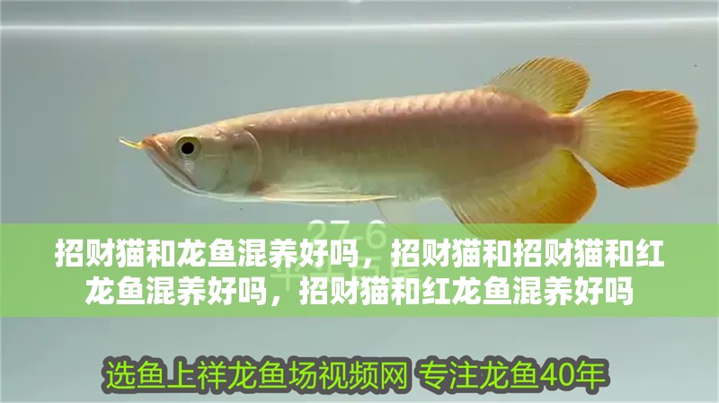 招財(cái)貓和龍魚混養(yǎng)好嗎，招財(cái)貓和招財(cái)貓和紅龍魚混養(yǎng)好嗎，招財(cái)貓和紅龍魚混養(yǎng)好嗎