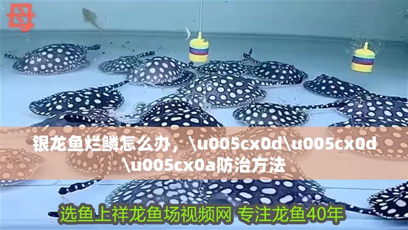 紅龍魚用黃燈烤有用嗎 銀龍魚爛鱗怎么辦,\u005cx0d\u005cx0d\u005cx0a防治方法 觀賞魚百科 銀龍魚爛鱗怎么辦,\u005cx0d\u005cx0d\u005cx0a防治方法 銀龍魚爛鱗怎么辦,\u005cx0d\u005cx0d\u005cx0a防治方法 觀賞魚百科