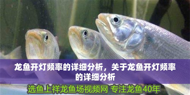 龍魚開燈頻率的詳細分析，關于龍魚開燈頻率的詳細分析