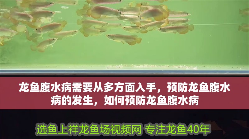 龍魚腹水病需要從多方面入手，預(yù)防龍魚腹水病的發(fā)生，如何預(yù)防龍魚腹水病
