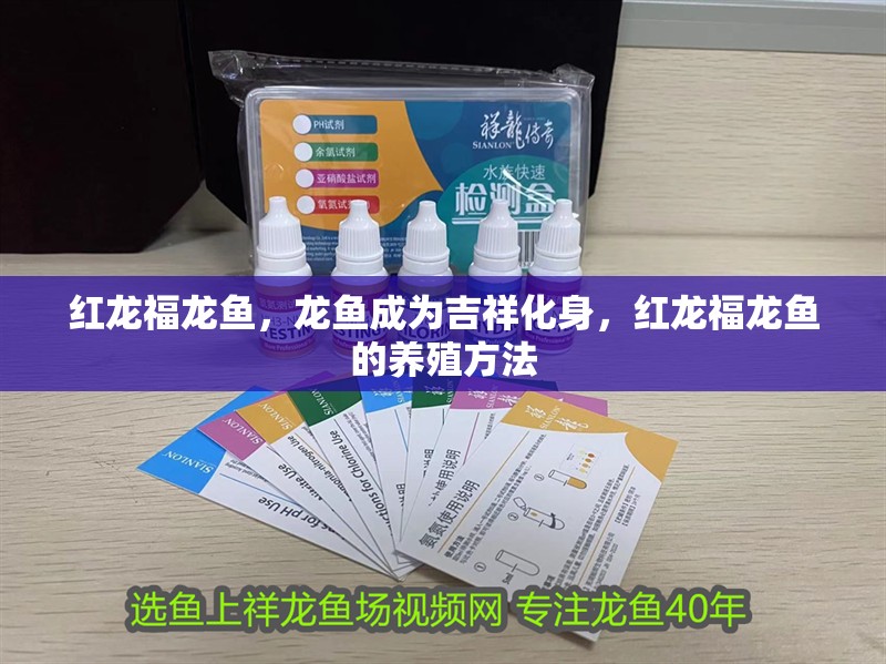 紅龍福龍魚，龍魚成為吉祥化身，紅龍福龍魚的養殖方法