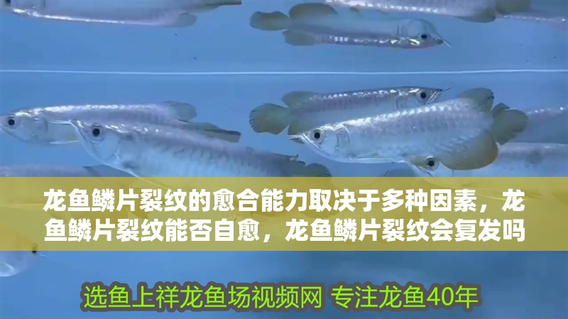 龍魚鱗片裂紋的愈合能力取決于多種因素，龍魚鱗片裂紋能否自愈，龍魚鱗片裂紋會復(fù)發(fā)嗎