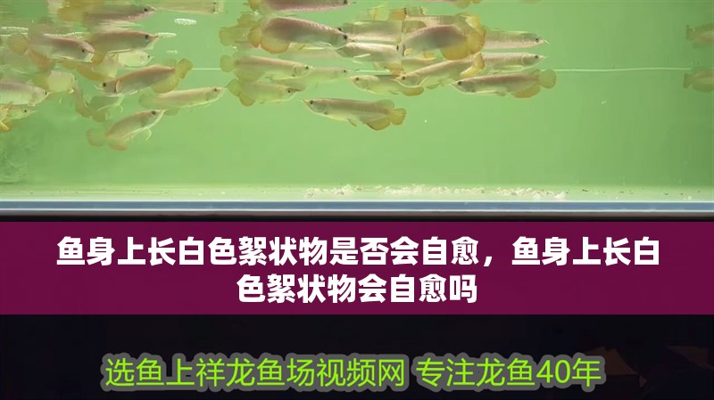 魚身上長白色絮狀物是否會自愈，魚身上長白色絮狀物會自愈嗎
