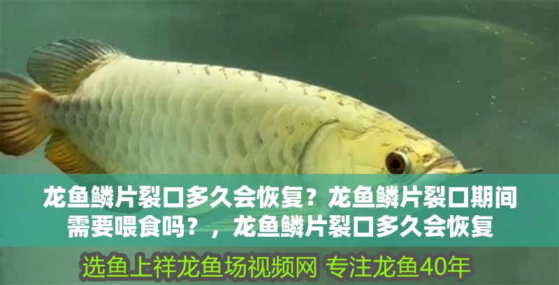 龍魚鱗片裂口多久會恢復？龍魚鱗片裂口期間需要喂食嗎？，龍魚鱗片裂口多久會恢復