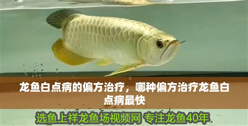龍魚白點病的偏方治療，哪種偏方治療龍魚白點病最快