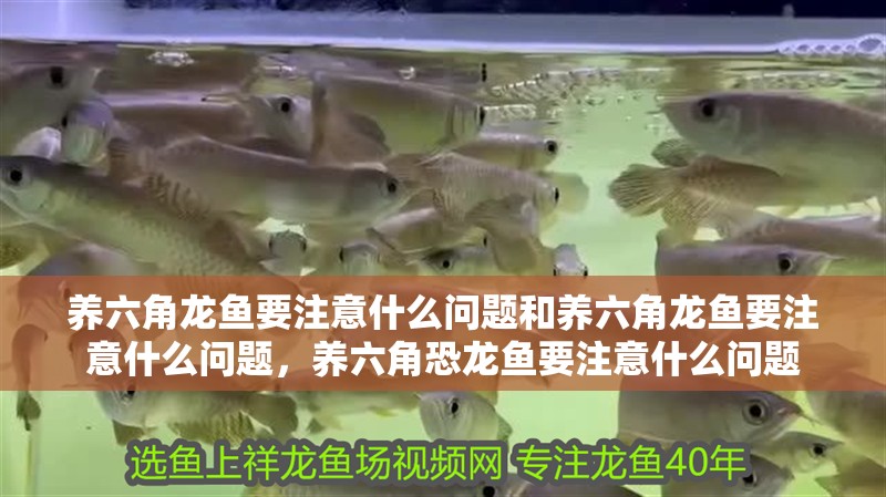 養六角龍魚要注意什么問題和養六角龍魚要注意什么問題，養六角恐龍魚要注意什么問題